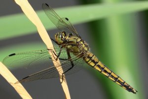 skimmer_2026_03.JPG