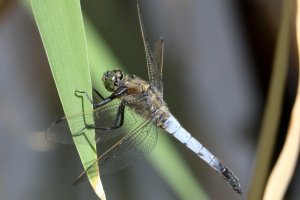 skimmer_2026_04.JPG