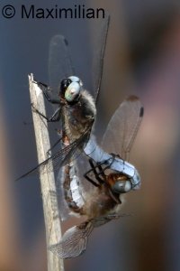 scarce_chaser_2026_12_R6m2.JPG