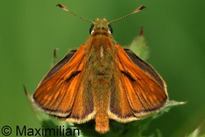 skipper_l_2026_01.JPG skipper_l_2026_01.JPG