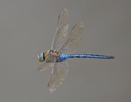 6L8A6126-DxO_Emperor_Dragonfly_flying_400mm_1.jpg
