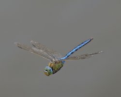 6L8A6151-DxO_Emperor_Dragonfly_flying_300mm.jpg