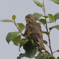6L8A6233-DxO_Corn_Bunting_1000mm_LS200.jpg 6L8A6233-DxO_Corn_Bunting_1000mm_LS200.jpg