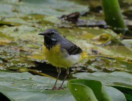6L8A6296-DxO_Grey_Wagtail_1000mm_LS200.jpg 6L8A6296-DxO_Grey_Wagtail_1000mm_LS200.jpg