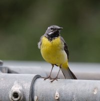 6L8A6248-DxO_Grey_Wagtail_500mm.jpg 6L8A6248-DxO_Grey_Wagtail_500mm.jpg