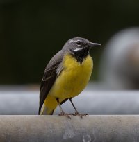 6L8A6259-DxO_Grey_Wagtail_1000mm_LS200.jpg 6L8A6259-DxO_Grey_Wagtail_1000mm_LS200.jpg
