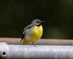 6L8A4053-DxO_Grey_Wagtail_Trumpngton_Meadows.jpg 6L8A4053-DxO_Grey_Wagtail_Trumpngton_Meadows.jpg