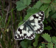 6L8A5461-DxO_Marbled_white_butterfly_top.jpg 6L8A5461-DxO_Marbled_white_butterfly_top.jpg