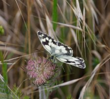 6L8A5464-DxO_Marbled_white_butterfly_face.jpg 6L8A5464-DxO_Marbled_white_butterfly_face.jpg