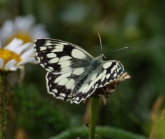 Marbled_white_butterfly_back+side.jpg Marbled_white_butterfly_back+side.jpg