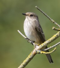 6L8A3136-DxO_Spotted_Flycatcher_1120mm_crop.jpg