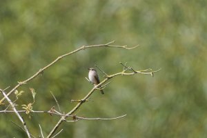 6L8A3136-DxO_Spotted_Flycatcher_1120mm_full_reduced.jpg