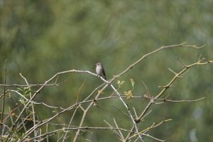 6L8A3305-DxO_Spotted_Flycatcher_800mm full_reduced.jpg