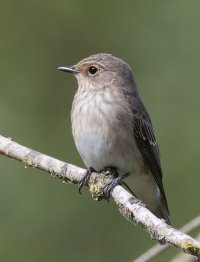 6L8A3305-DxO_Spotted_Flycatcher_800mm_crop.jpg
