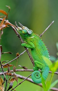 Trioceros jacksonii - Jackson's chameleon 1_DxO.jpg
