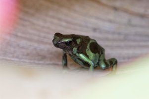 Dendrobates auratus 8_DxO-1.jpg