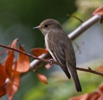 309A1249-DxO_Spotted_Flycatcher_1000mm_140.jpg 309A1249-DxO_Spotted_Flycatcher_1000mm_140.jpg