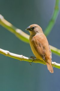 DSC_6641_DxO.jpg DSC_6641_DxO.jpg
