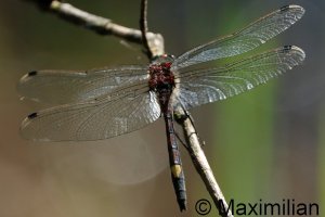 whiteface_l_2026_03.JPG