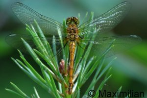 darter_rud_2026_01.JPG