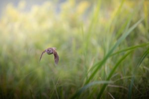 _V0A9447-Edit.jpg