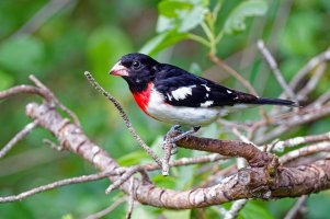 Rose-breasted Grosbeak.jpg Rose-breasted Grosbeak.jpg