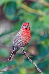 House Finch.jpg House Finch.jpg
