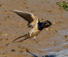3R3A9884-DxO_barnswallow_beakful_of-mud 2x.jpg