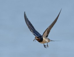 6L8A8045-DxO_Barnswallow_flying_beakful 2x.jpg