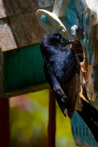 DSC_6798_DxO.jpg