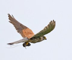 6L8A8921-DxO_Kestrel_flying+vole_sh 2x.jpg