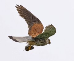 6L8A8928-DxO_Kestrel_flying+prey_sh 2x.jpg