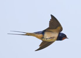 6L8A9103-DxO_barnswallow_flying_vi.jpg