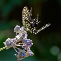 DSC_6852_DxO.jpg