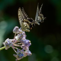 DSC_6858_DxO.jpg