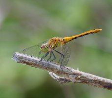 3R3A0135-DxO_Norfolk_Hawker_Dragonfly_2.2m.jpg