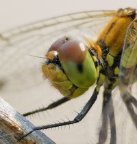 3R3A0142-DxO_Norfolk_Hawker_Dragonfly_vg_eyes_1.3m crop_portrait.jpg