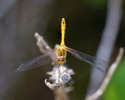Norfolk_Hawker_Dragonfly_face+body_up.jpg