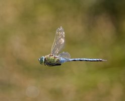 6L8A8764-DxO_emperor_dragonfly_flying.jpg