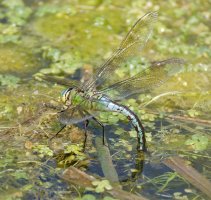 6L8A8588-DxO_emperor_dragonfly_ovipositing.jpg
