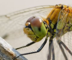 3R3A0142-DxO_Norfolk_Hawker_Dragonfly_140_100.jpg