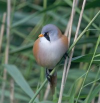 DSC_8881-DxO_Bearded_Tit_Front_left_PL9.jpg