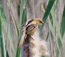 3R3A9994-DxO_juvenile_bearded_tit_sh2x.jpg