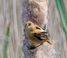 3R3A9996-DxO_juvenile_bearded_tit_sh2x.jpg