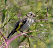 6L8A8274-DxO_juvenile_goldfinch_2x.jpg