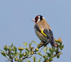 6L8A8576-DxO_Goldfinch-lsss+0.8.jpeg