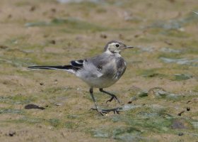 6L8A7149-DxO_Juvenile_Pied_Wagtail.jpg