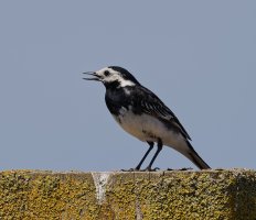 6L8A7694-DxO_pied_wagtail.jpg