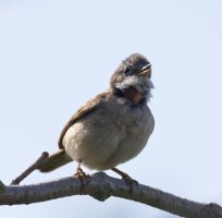 6L8A9172-DxO_whitethroat_rembrandt_lighting.jpg