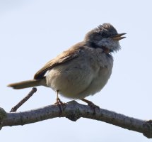 6L8A9173-DxO_whitethroat_rembrandt_lighting.jpg